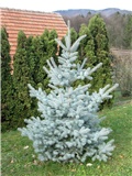 picea pungens edith